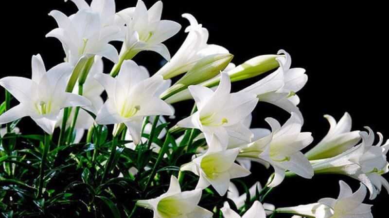 6 loại hoa mùa xuân không chỉ được ăn mà còn rất tốt cho sức khỏe